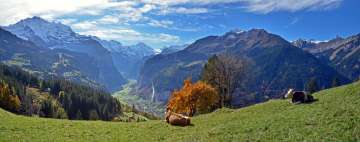 The two cows are enjoying the view from Wengen of the Lauterbrunnen Valley in the summer.