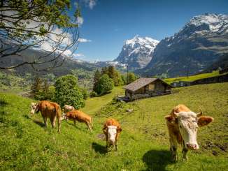 Paysage printanier à Grindelwald. Vue sur le village et la vallée, ainsi que sur l'Eiger.