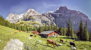 Un grand troupeau de vaches paît paisiblement dans un pré. À l'arrière-plan, un panorama montagneux grandiose.