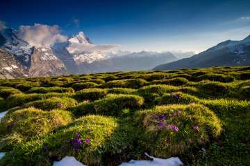 Blühende Alpenwiesen an der Grossen Scheidegg mit Blick auf die Berglandschaft der Berner Alpen.