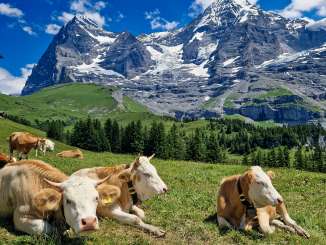Plusieurs vaches sont couchées, détendues, sur une prairie d'alpage ensoleillée. À l'arrière-plan, les flancs rocheux et glacés caractéristiques de l'Eiger et du Mönch se dressent sous un ciel bleu.