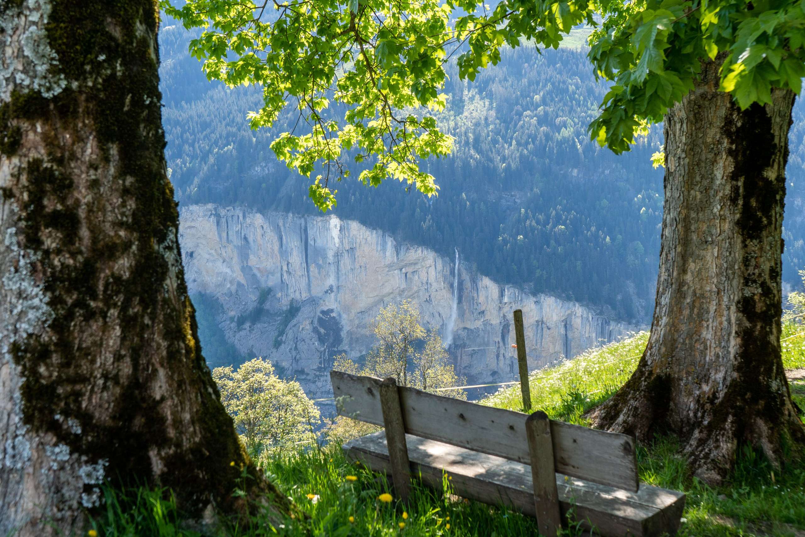 Le Staubbachbänkli se trouve entre deux arbres à Wengen. Il offre une vue sur les chutes du Staubbach.