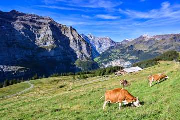 Mehrere Kühe grasen auf einer weitläufigen Alpweide etwas unterhalb von Wengen. Im Hintergrund öffnet sich das Tal mit Bergen und bewaldeten Hängen.