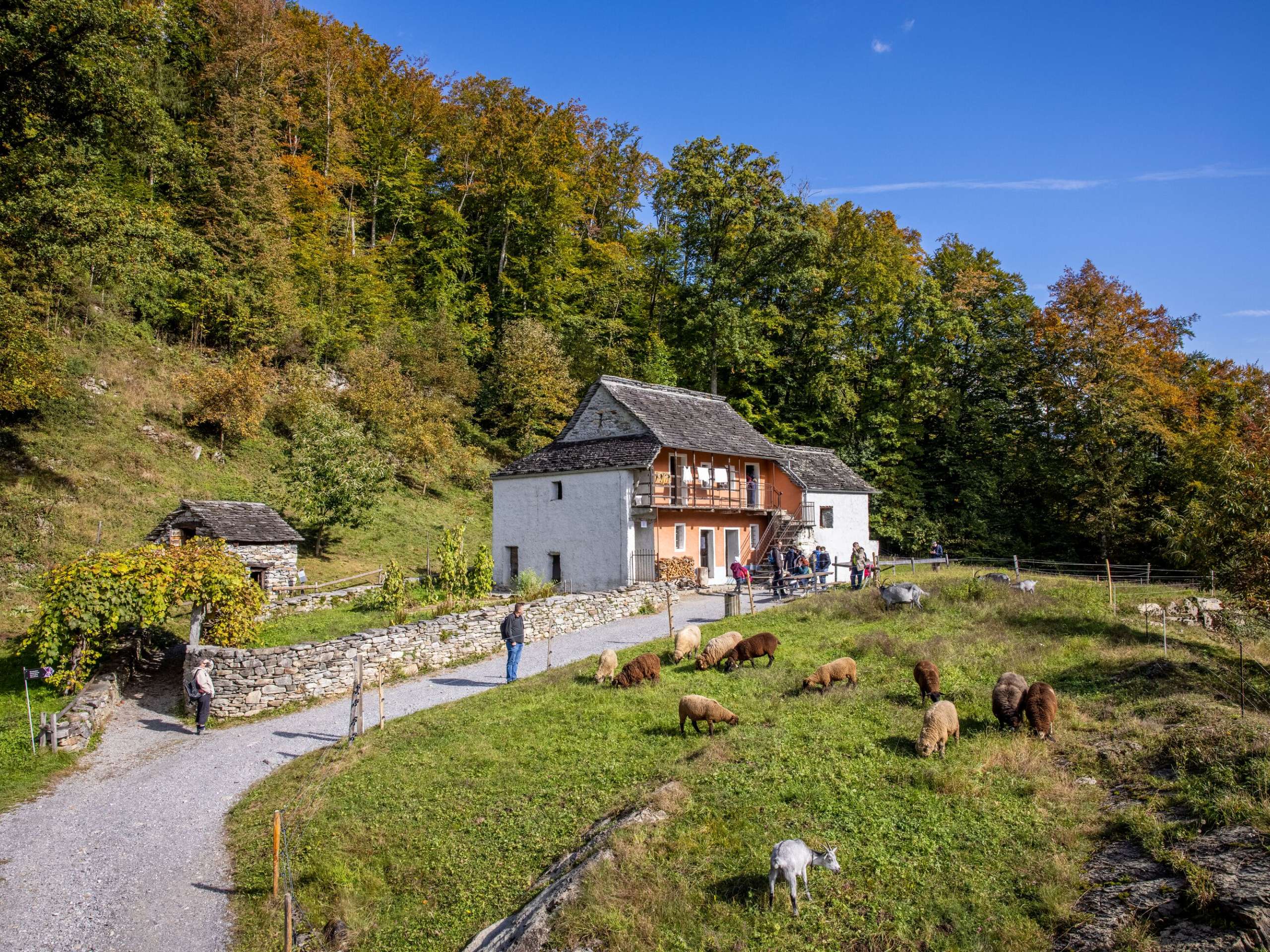 The houses in the Ballenberg Open-Air Museum in their original style stand in the middle of green meadows. Visitors watch the sheep and goats graze.