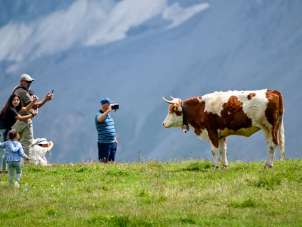 Plusieurs personnes se tiennent dans une prairie d'alpage verdoyante et prennent en photo une vache solitaire. La scène illustre la découverte par les visiteurs de l'économie d'alpage traditionnelle.