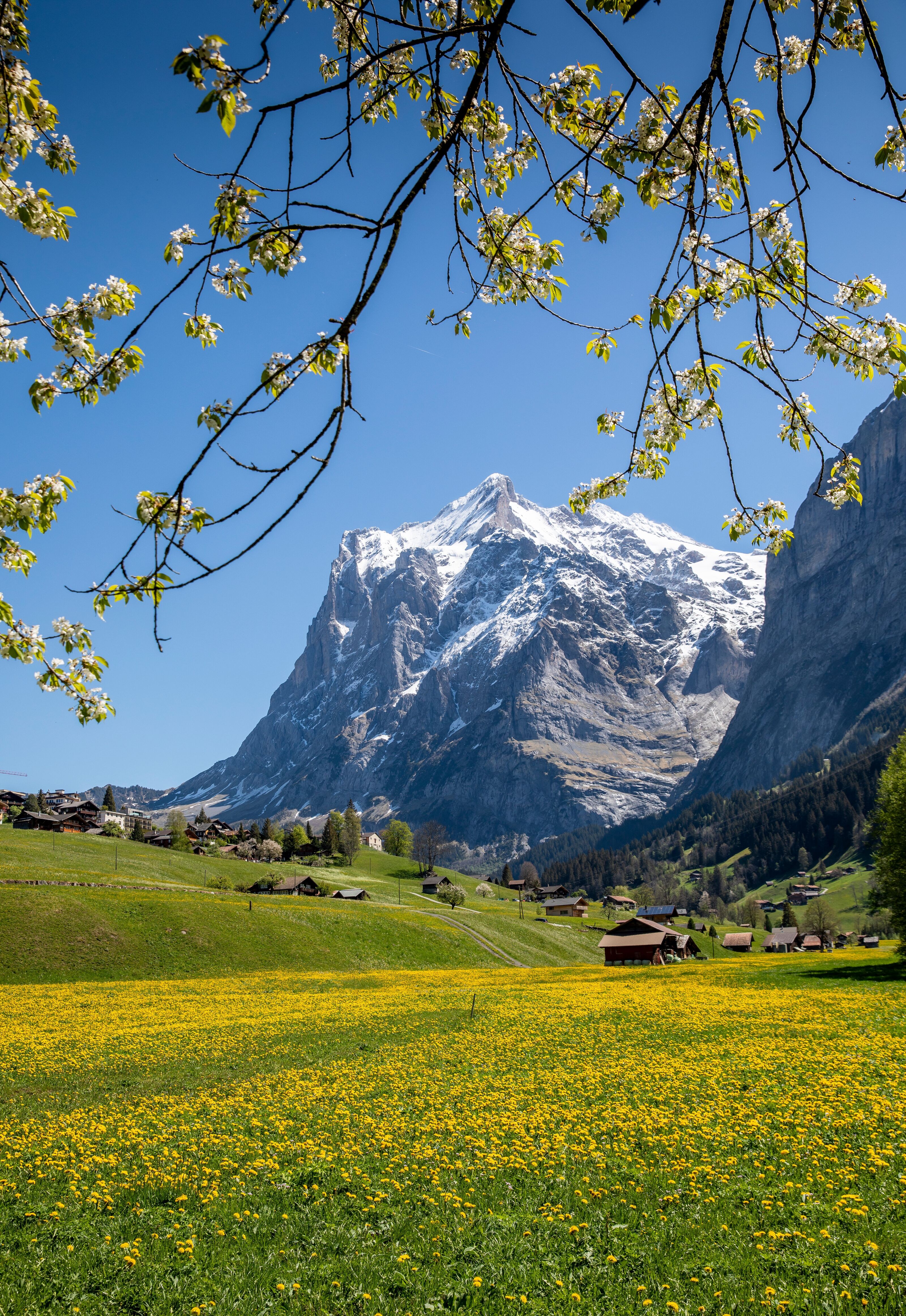 Flower meadow with numerous yellow flowers, in the background some houses and a high mountain under a blue sky